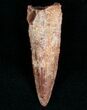 Long Spinosaurus Tooth #7094-1